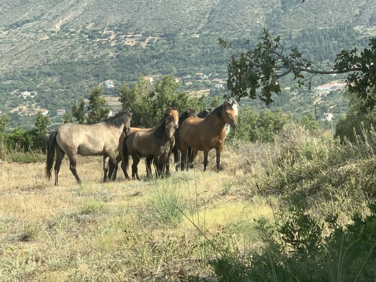 Τα  Άγρια Άλογα του Αίνου: η πολιτική συζήτηση γύρω τους, οι υποσχέσεις και το τελικό σχέδιο διαχείρισης  