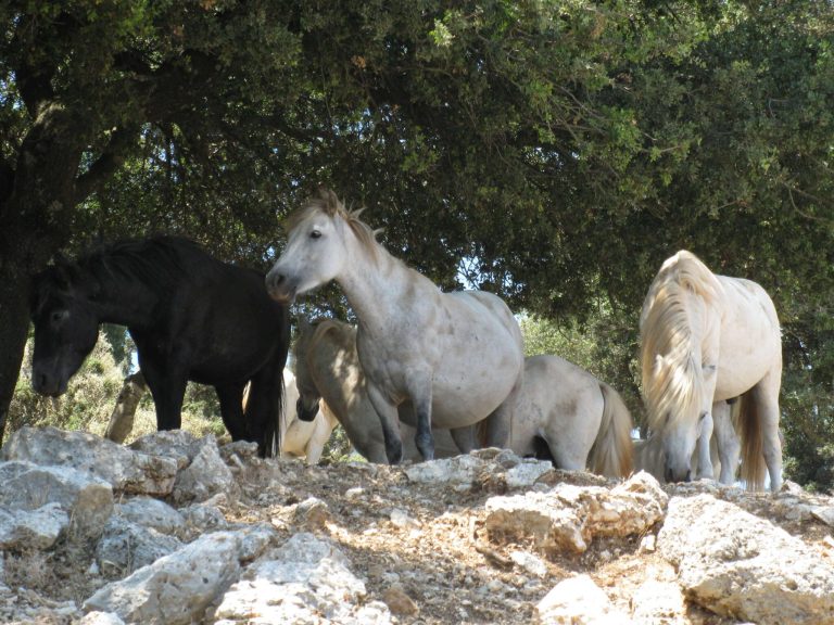 Το ζήτημα της διαχείρισης των ελεύθερων αλόγων του Αίνου στην Κεφαλονιά – Τα ευρήματα και οι προτάσεις της έρευνας του ΑΠΘ