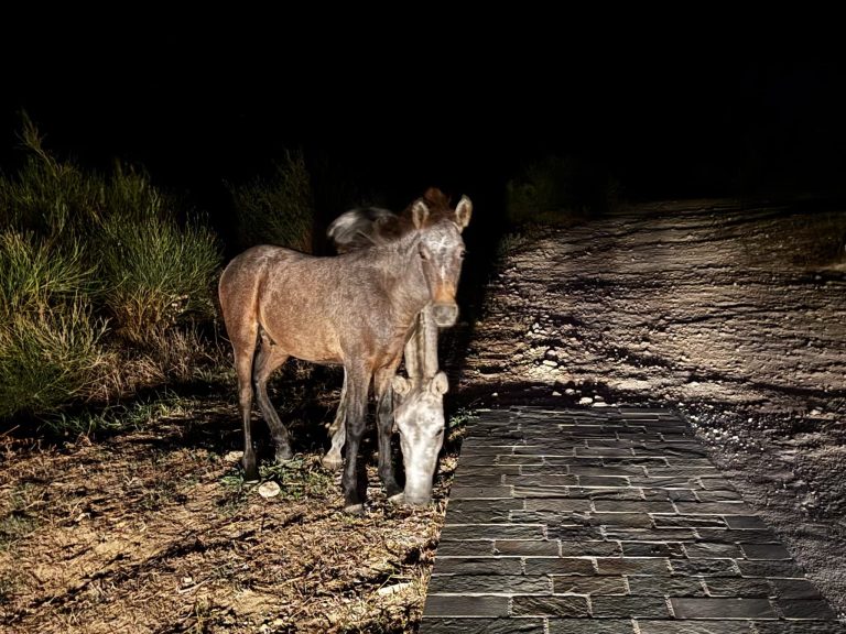The wild horses of Kefalonia: the elusive solution